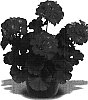 Pelargonium%20x%20hortorum%20%27Maestro%20Deep%20Lavender%27