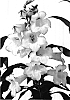 Penstemon%20hartwegii%20%27Pheni%20Ablos%27