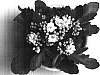 K.%20blossfeldiana%20x%20K.%20laciniata%20interspecific%20hybrid%20%27AFRICAN%20PEARL%27