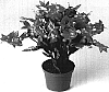 Schlumbergera%20truncata%20%27THOR-KIRI%27
