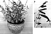 Salvia%20elegans%20%27Golden%20Delicious%27