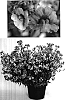 Nemesia%20hybrid%20%27Inuprasp%27