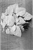 Euphorbia%20pulcherrima%20%27Gala%20White%27