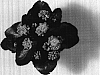 K.%20blossfeldiana%20x%20K.%20laciniata%20interspecific%20hybrid%20%27JODIE%27