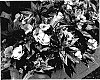 Impatiens%20hawkeri%20%27KLEI04074%27