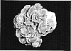 Grifola%20frondosa%20%27Hokuto%20NT-100%27