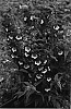 Penstemon%20hartwegii%20Benth%20%27Pheni%20Magna%27