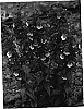 Penstemon%20hartwegii%20Benth%20%27Pheni%20Reeda%27