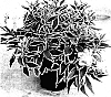 Alstroemeria%20hybrida%20%27Zaprifabi%27