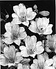 Alstroemeria%20hybrida%20%27Zalsatai%27
