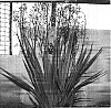 Dianella%20caerulea%20%27DBB03%27