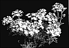 Verbena%20hybrida%20%27Sumverdi%2001%27