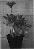 Osteospermum%20ecklonis%20%27Spark%20Orange%27