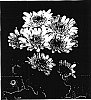 Chrysanthemum%20morifolium%20%27Apennine%27