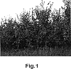 Malus%20pumila%20Mil%20%27Eppich%202%27