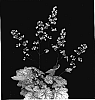Heuchera%20hybrid%20%27Peppermint%20Spice%27