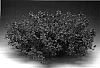 Diascia%20barberae%20%27Diastrapin%27