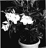 Mandevilla%20hybrid%20%27White%20Velvet%27
