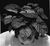 Syngonium%20podophyllum%20%27Neon%20Robusta%27