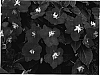 Impatiens%20walleriana%20%27Silte%20Pinkcie%27