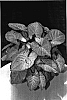 Syngonium%20podophyllum%20%27Confetti%27