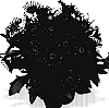 Osteospermum%20ecklonis%20%27Duetispodepur%27