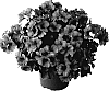 Pelargonium%20peltatum%20%27Dueimpahopi%27