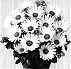 Osteospermum%20ecklonis%20%27Duetibreyech%27