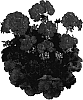 Pelargonium%20x%20hortorum%20%27KLEP04130%27