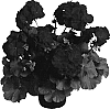 Pelargonium%20x%20hortorum%20%27Dueimvidared%27