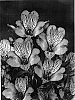 Alstroemeria%20hybrida%20%27Zalsabrand%27