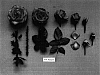 Rosa%20hybrida%20%27JAChonew%27