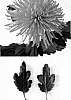 Chrysanthemum%20x%20morifolium%20%27Anastasia%20Green%27