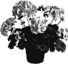 Pelargonium%20x%20hortorum%20%27Dueamanda%27