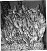 Pleurotus%20ostreatus%20%27Spoppo%27