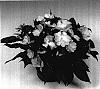 Impatiens%20hawkeri%20%27Tamar%20Light%20Violet%27