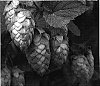 Humulus%20Lupulus%20L%20%27Summit%27
