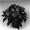 Impatiens%20hawkeri%20%27Tamar%20Dark%20Salmon%27