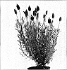 Lavandula%20stoechas%20%27Toscane%27