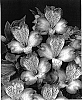 Alstroemeria%20hybrida%20%27Zalsanem%27