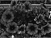 Petunia%20sp.%20%27Jam%20Plumein%27