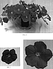 Petunia%20x%20hybrida%20%27Balsunhopi%27