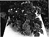 Impatiens%20walleriana%20%27Silte%20Pinka%27