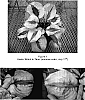 Hosta%20%27Stitch%20in%20Time%27