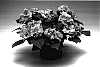 Impatiens%20walleriana%20%27Imdopitwo%27