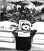 Osteospermum%20ecklonis%20%28DC%29%20T.%20Norl.%20%27Shiela%27
