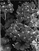 Pelargonium%20x%20hortorum%20%27Tikscarl%27