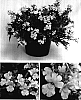 Nemesia%20hybrid%20%27Intraigold%27