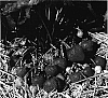 Fragaria%20L.%20%27Figaro%27