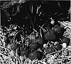 Fragaria%20L.%20%27Figaro%27